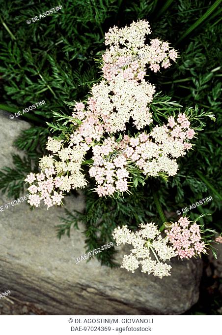 Alpine Lovage (Ligusticum mutellina), Apiaceae