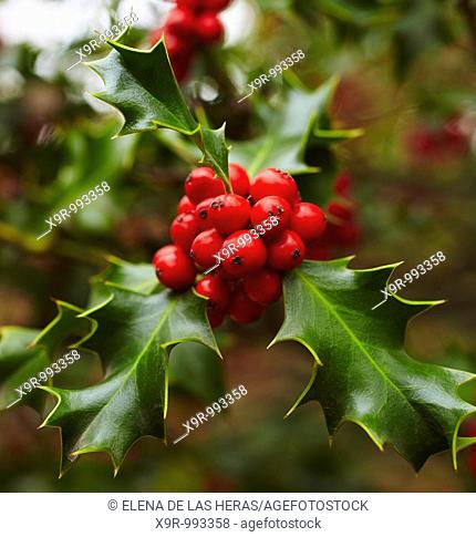 Holly tree at the Botanical Garden. Madrid. Spain