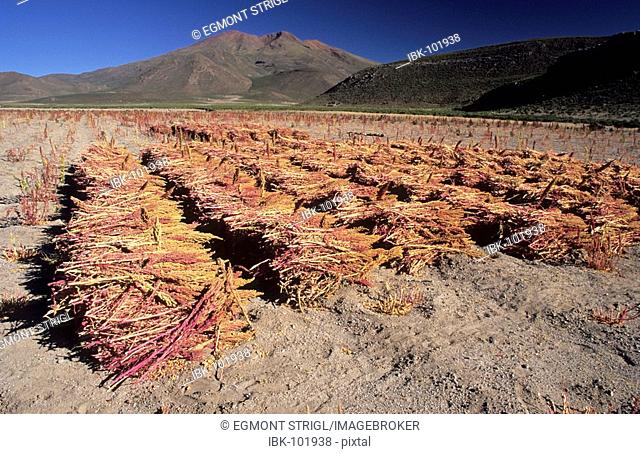 Quinoa field near San Juan del Rosario at Salar de Chiguana, Bolivia