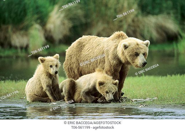 Grizzli bear mother and two cubs (Ursus arctos horribilis). Brooks river. Katmai National Park. Alaska, USA