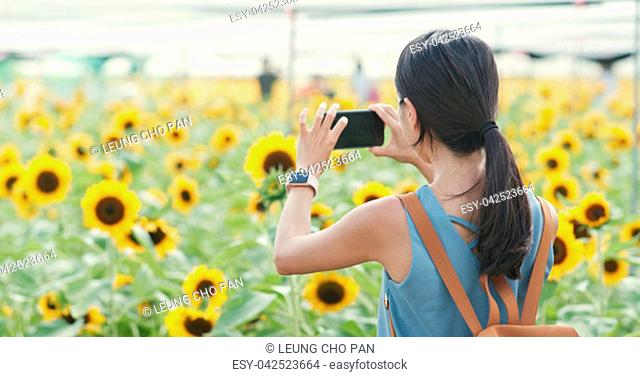 Woman taking photo on sunflower field