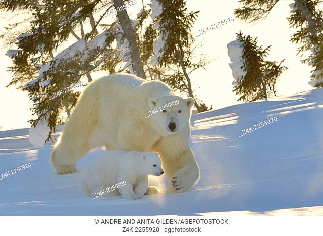 Polar bear (Ursus maritimus) mother with cub walking at sunset with backlight, Wapusk national park, Canada