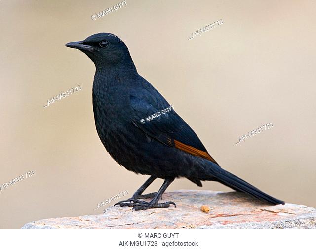 African Red-winged Starling (Onychognathus morio) perched on a rock along the coast of South Africa. Seen from the side standing against a brown natural...