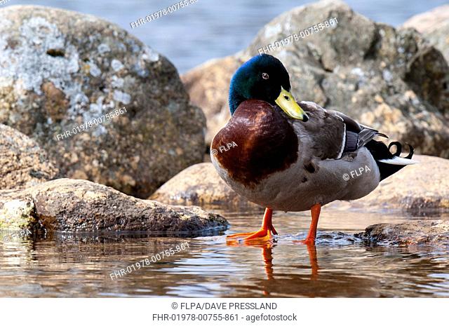 Mallard Duck (Anas platyrhynchos) adult male, standing in shallow water at edge of freshwater loch, Loch Morlich, Badenoch and Strathspey, Cairngorms N