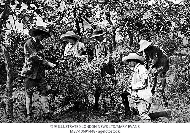 Female fruit-pickers in the fruit gardens and orchards of Evesham, picking strawberries and gooseberries to be made into jam for British troops; just one of the...