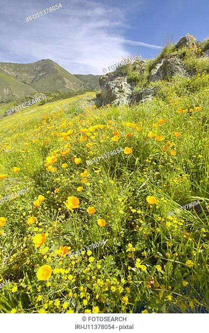 Bright golden poppies and the green spring hills of Figueroa Mountain