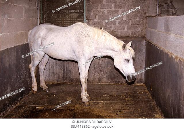 horse with poisoning