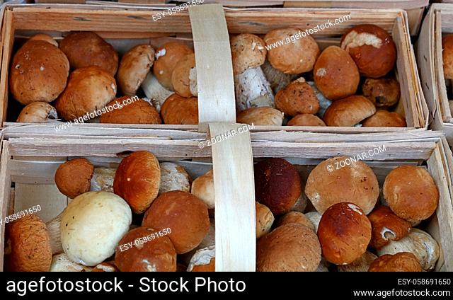 Close up brown porcini edible mushrooms (Boletus edulis, known as penny bun or cep) in wooden crate box at retail display, high angle view