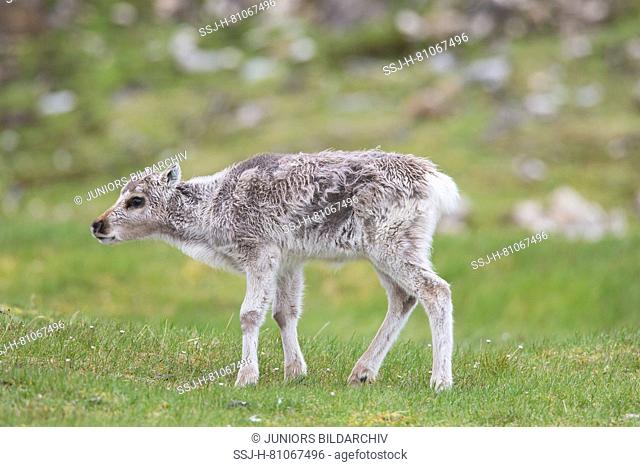 Svalbard Reindeer (Rangifer tarandus platyrhynchus). Baby standing in tundra. Svalbard