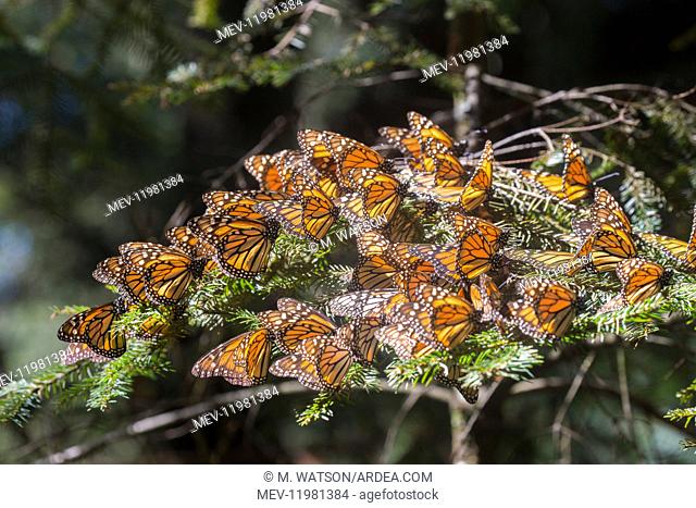 Central America, Mexico, State of Michoacan, Angangueo, Reserve of the Biosfera Monarca El Rosario, monarch butterfly (Danaus plexippus)