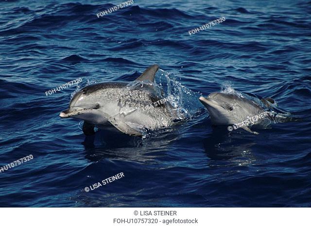 Spotted Dolphin, Stenella frontalis, pair surfacing off the Azores Islands