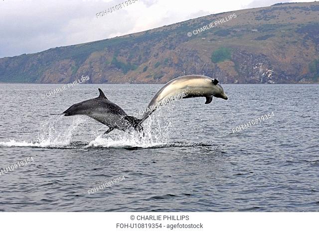 A pair of young Bottlenose dolphins Tursiops truncatus breaches from the water, Moray Firth, Scotland showing cliffs and coastline in the background