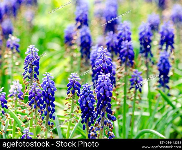 blue flowers of Mouse hyacinthe Muscari blooming plant