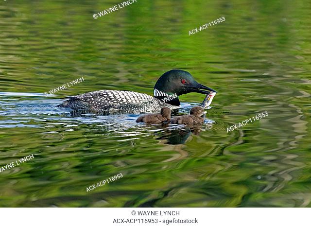 Adult common loon (Gavia immer) feeding two-week old chicks, central Alberta, Canada
