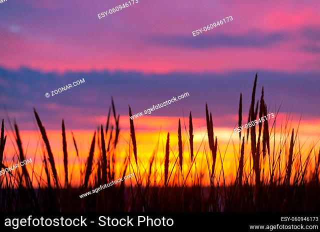 silhouette of grass on a purple background, abstract purple sunset
