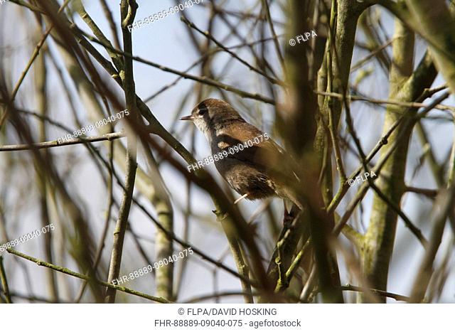 Cetti's Warbler at RSPB Minsmere Suffolk, spring