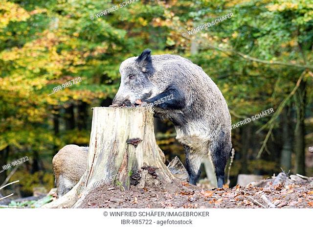 Wild Boar (Sus scrofa), Daun Wildlife Park, Vulkaneifel, Rhineland-Palatinate, Germany, Europe