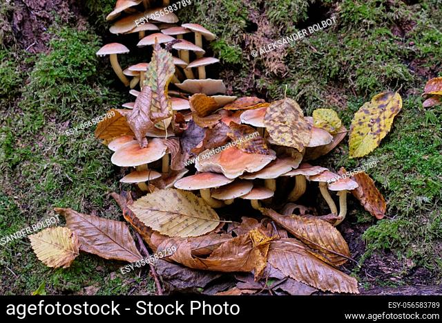 Autumnal fungus grows over old tree stump, Bialowieza Forest, Poland, Europe