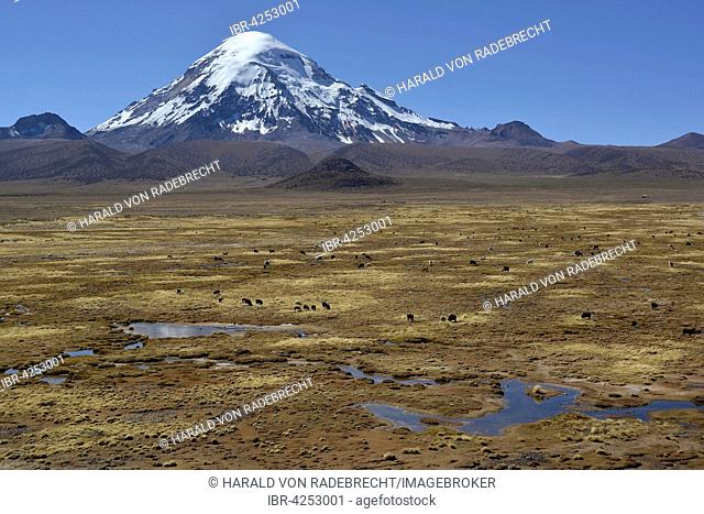 Sajama Volcano and llamas (Lama glama), Sajama National Park, Oruro, border between Bolivia and Chile