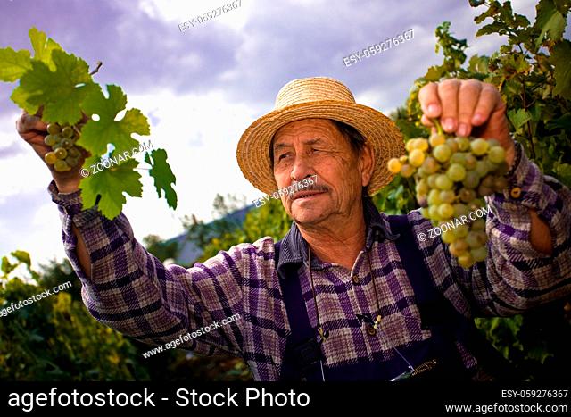 Vintner in french straw examining the grapes during the vintage