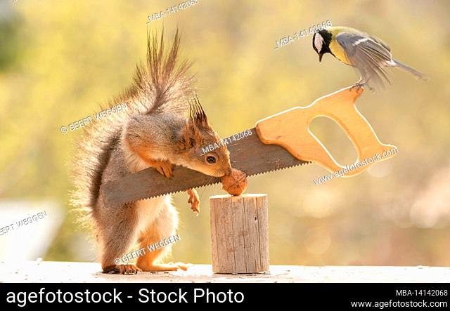 red squirrel and great tit are standing with saw and walnut