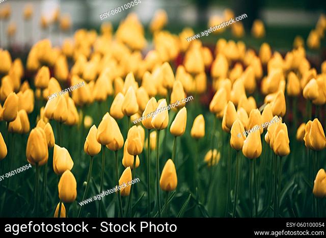 Yellow Tulips Flowers In Spring Garden Flower Bed