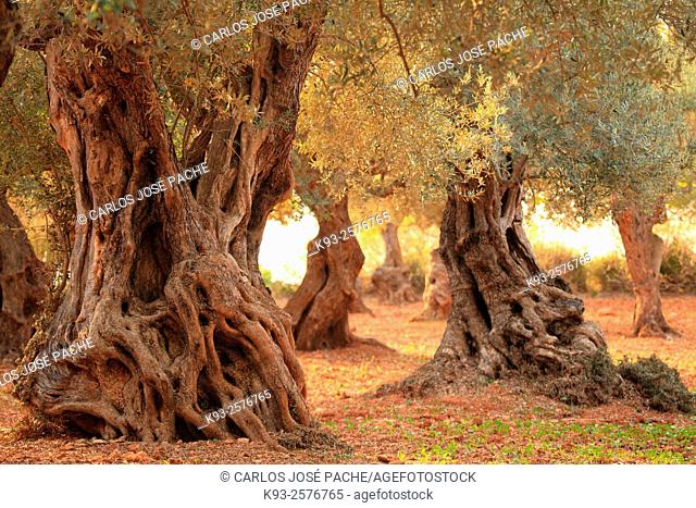 Hundreds-years-old Olive Trees. Mallorca, Balearic Islands, Spain