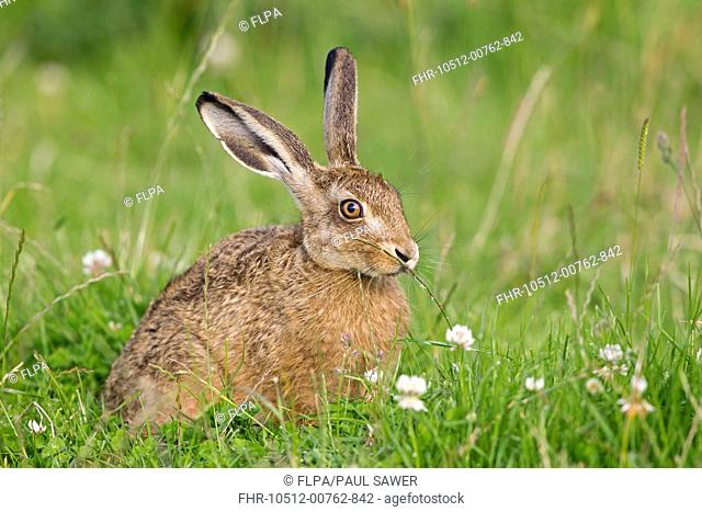 European Hare Lepus europaeus leveret, sitting in field, sniffing grass to detect passage of other hares, Suffolk, England, June