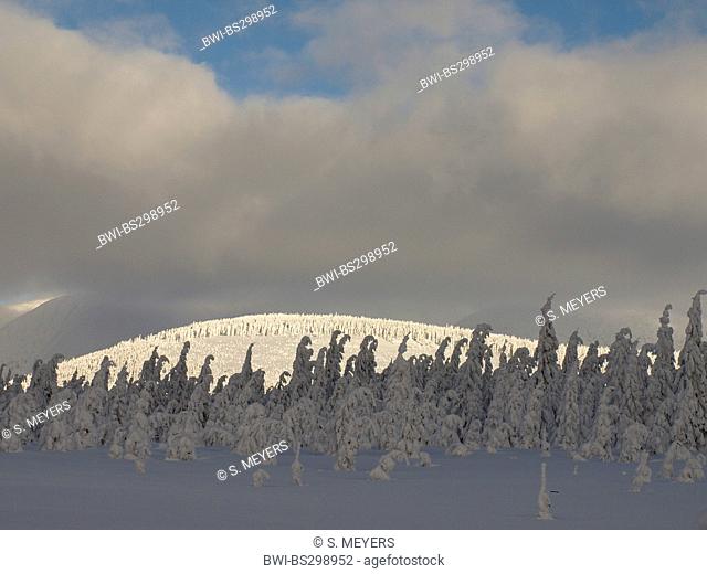 snow-covered coniferous forest of Krkonose, Czech Republic, Riesengebirge, Spindlermuehle