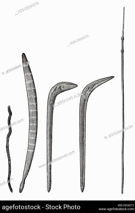 Weapons of the native Indians of Australia. Queensland, Australia. Old 19th century engraved illustration, Journey to Northeast Australia by Carl Lumholtz...