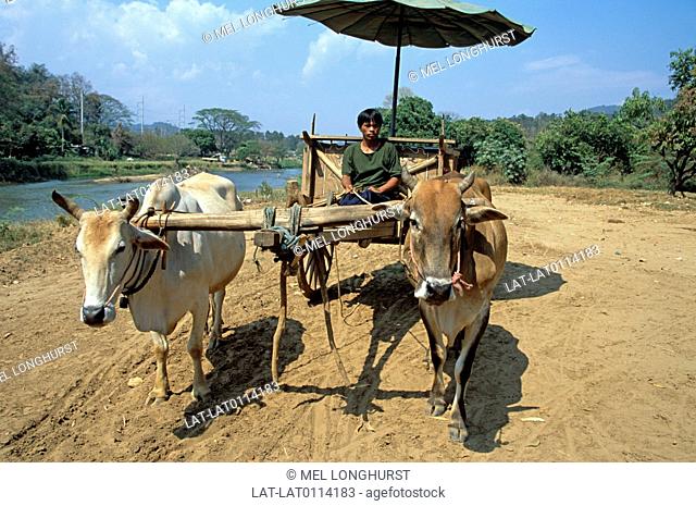 Countryside. River. Waterway. Dirt road. Oxen pulling oxcart. Two animals yoked together in harness. Pulling cart. Man sitting under shade of umbrella