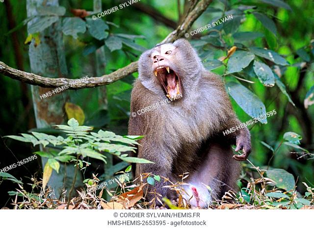 India, Tripura state, Northern pig-tailed macaque (Macaca leonina)