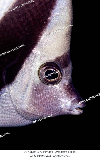 Longfin Bannerfish, Heniochus acuminatus, Ambon, Moluccas, Indonesia