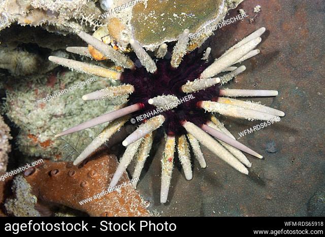Lance Sea Urchin, Phyllacanthus imperialis, Raja Ampat, West Papua, Indonesia
