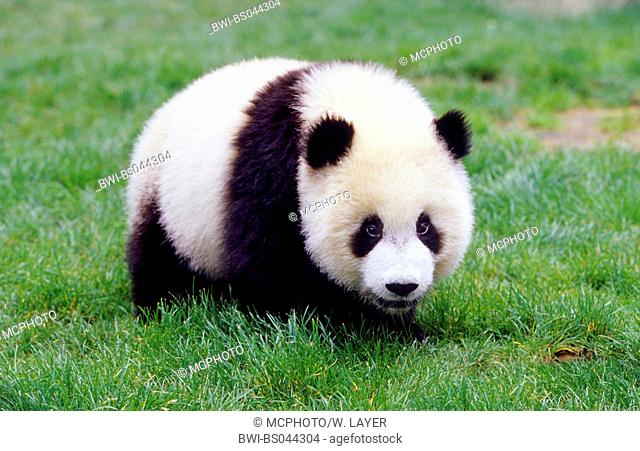 giant panda (Ailuropoda melanoleuca), eight months old panda in the research station of Wolong, national animal of China, China, Sichuan, Wolong