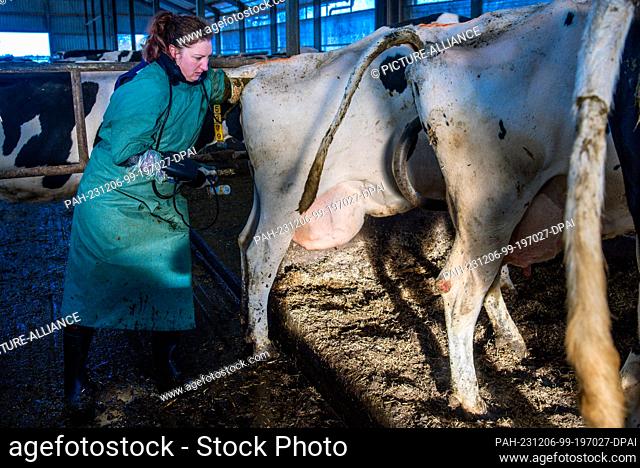 PRODUCTION - 22 November 2023, Mecklenburg-Western Pomerania, Bützow: Country veterinarian Ricarda Reincke uses an ultrasound device to examine a dairy cow in a...