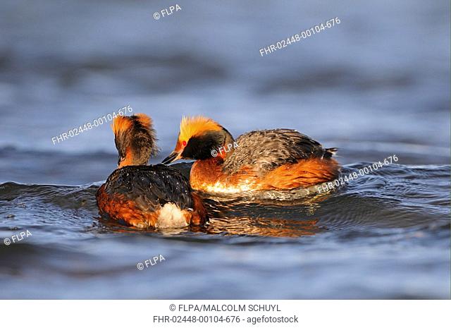 Slavonian Grebe Podiceps auritus adult pair, breeding plumage, swimming together, Iceland, June