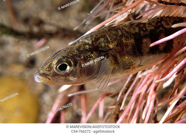 Freshwater Rivers Galicia Spain Three-spined stickleback Gasterosteus gymnurus