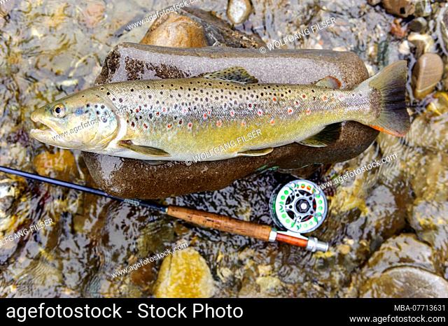 Fly fishing, river trout