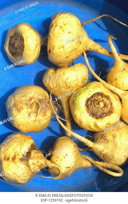 Maca Lepidium peruvianum  Andean roots with aphrodisiacal and invigorative characteristics