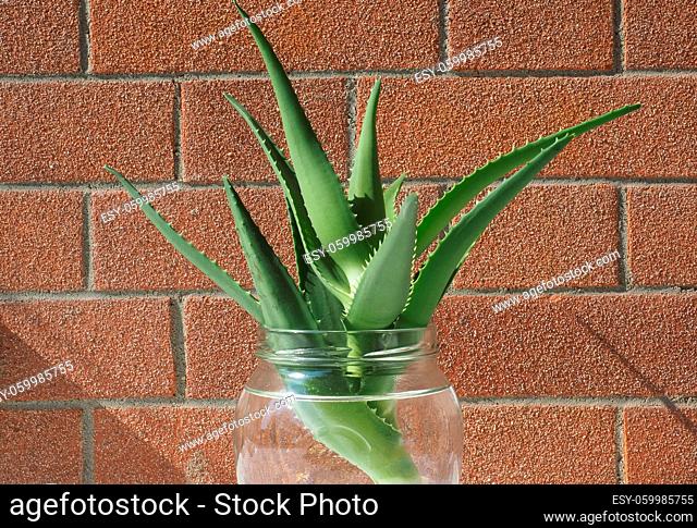 Aloe vera aka true aloe or chinese aloe plant cutting