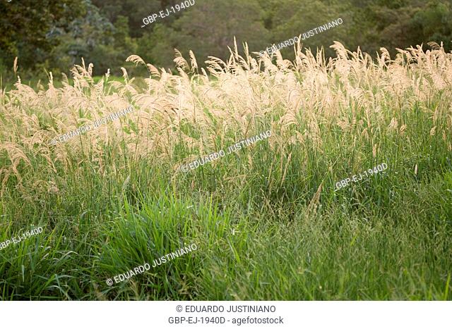 Grassy, Poaceae, gram, Miranda, Mato Grosso do Sul, Brazil