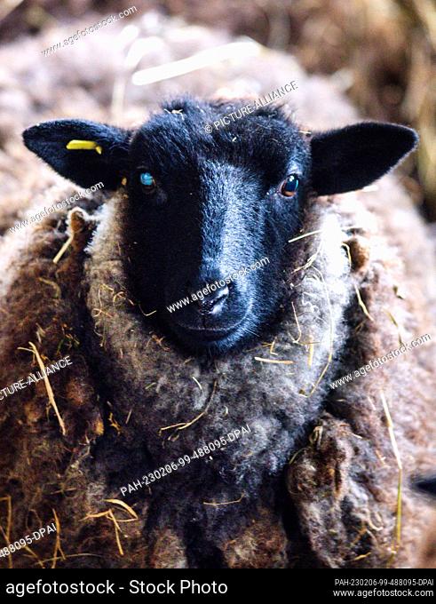 PRODUCTION - 26 January 2023, Mecklenburg-Western Pomerania, Teplitz: A gray-wooled Pomeranian country sheep stands in the barn on the farm of the Nordwolle...