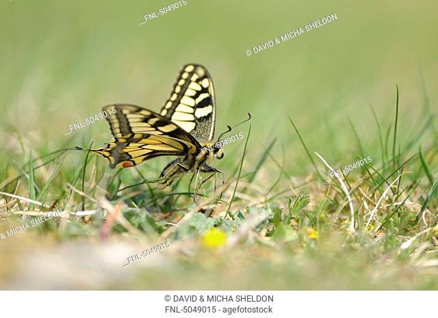 Old World Swallowtail Papilio machaon in grass, Bavaria, Germany