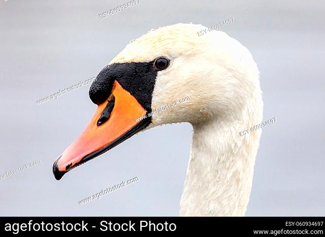 Close up head portrait of common bird white mute swan. Czech Republic, Europe wildlife