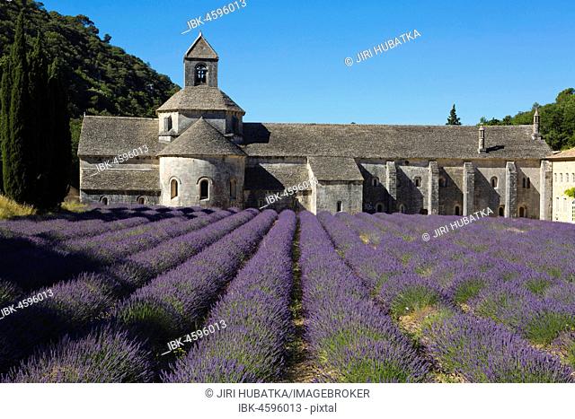 Romanesque Cistercian Abbey Notre Dame of Senanque, with flowering lavender fields, near Gordes, Provence, France