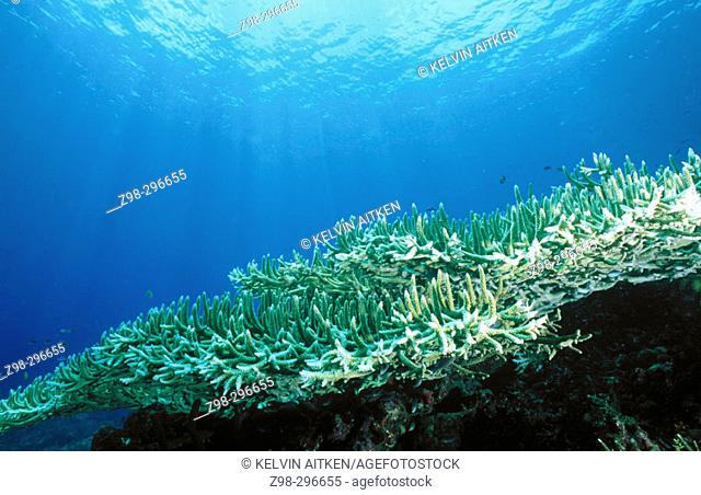 Acropora coral with chromis fish. Tropical. Indo-Pacific