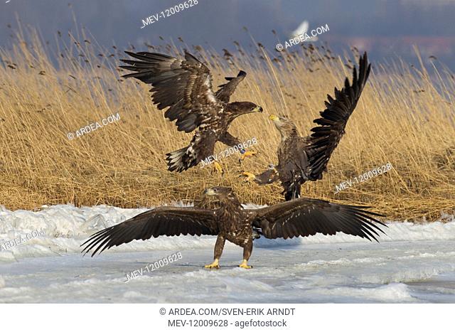 White-Tailed Eagle - eagles fighting - Germany