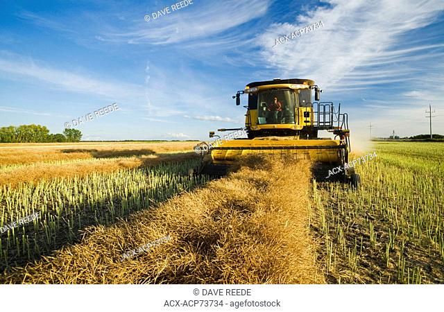 a combine harvester works in a swathed canola field near Niverville, Manitoba, Canada