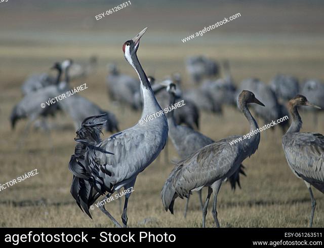 Common cranes (Grus grus). Gallocanta Lagoon Natural Reserve. Aragon. Spain